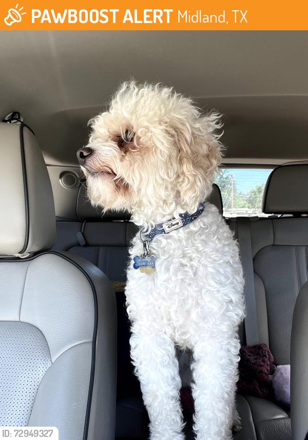 Found/Stray Male Dog last seen Near Kessler and Illinois , Midland, TX 79703