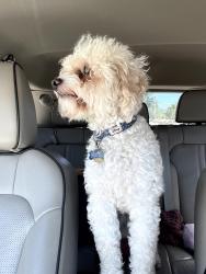 Found/Stray Male Dog last seen Near Kessler and Illinois , Midland, TX 79703