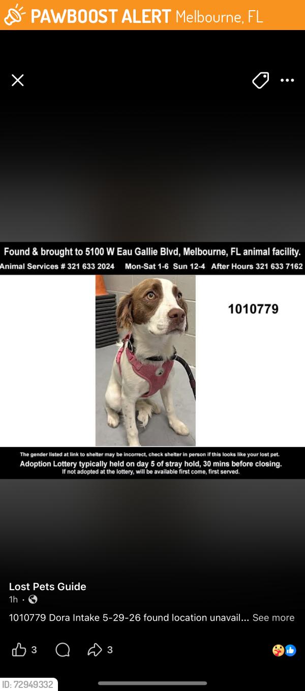 Found/Stray Female Dog last seen Jones rd, Melbourne, FL 32934