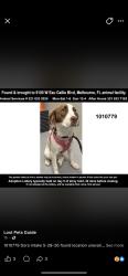 Found/Stray Female Dog last seen Jones rd, Melbourne, FL 32934