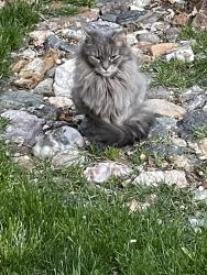 Lost Female Cat last seen Crown Hill Cemetery , Lakewood, CO 80401