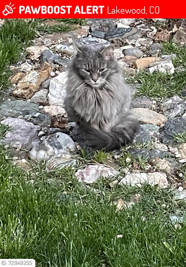 Lost Female Cat last seen Crown Hill Cemetery, Lakewood, CO 80401