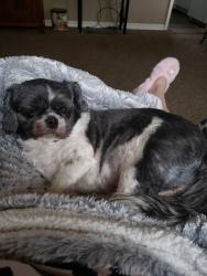 Lost Female Dog last seen Mtvernon n parkwood, Wichita, KS 67218
