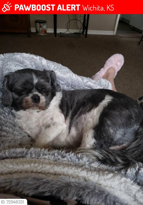 Lost Female Dog last seen Mtvernon n parkwood, Wichita, KS 67218