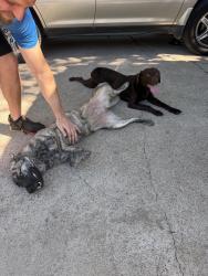 Reunited Male Dog last seen Near S Fox Ln, Burleson, TX 76028