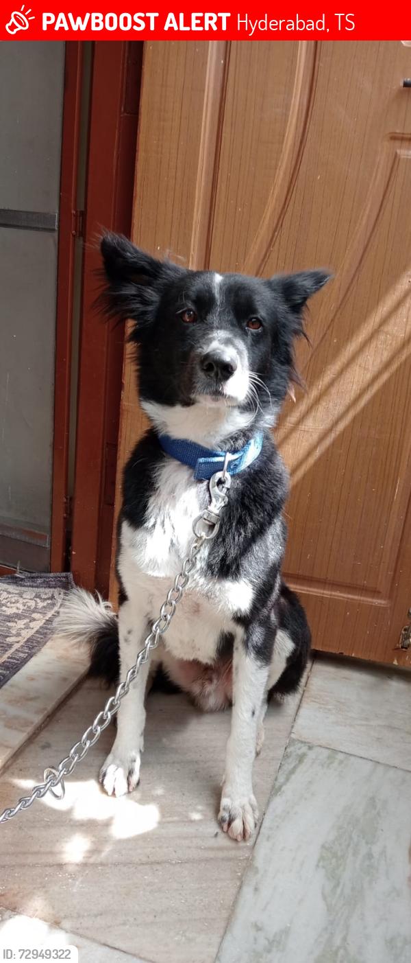 Lost Male Dog last seen Ratna deepsuper market opposite canduer Cresent construction , Hyderabad, TS 