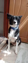 Lost Male Dog last seen Ratna deepsuper market opposite canduer Cresent construction , Hyderabad, TS 