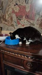 Reunited Female Cat last seen Love Avenue , Quarrier's Village, Scotland PA11 3FD