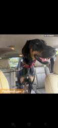 Lost Male Dog last seen E. Virginia Lane, Clearwater, Clearwater, FL 33759