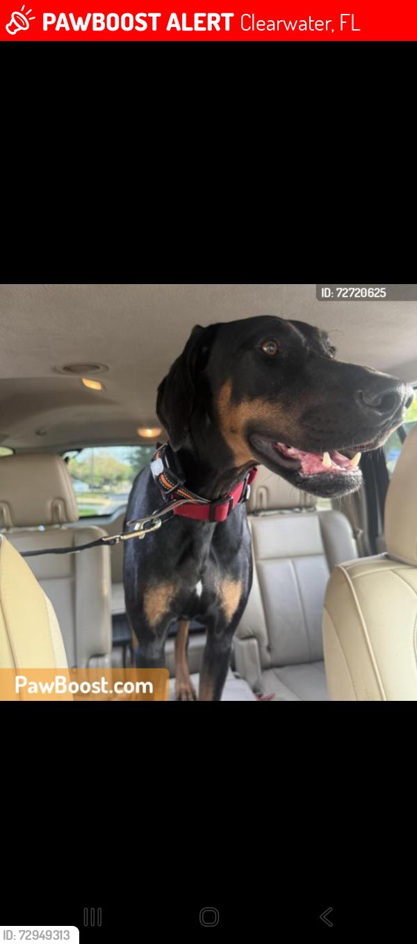 Lost Male Dog last seen E. Virginia Lane, Clearwater, Clearwater, FL 33759