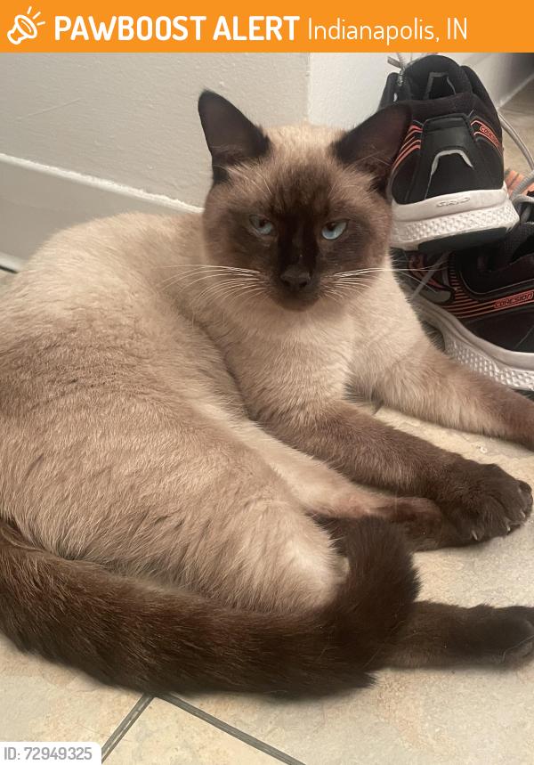 Found/Stray Unknown Cat last seen Stop 11 and Madison , Indianapolis, IN 46227