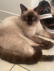 Found/Stray Unknown Cat last seen Stop 11 and Madison , Indianapolis, IN 46227