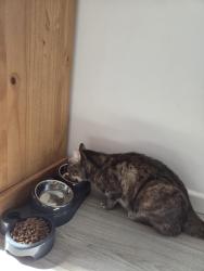 Reunited Female Cat last seen Ellindon, north bretton, Bretton, England PE3 8DA