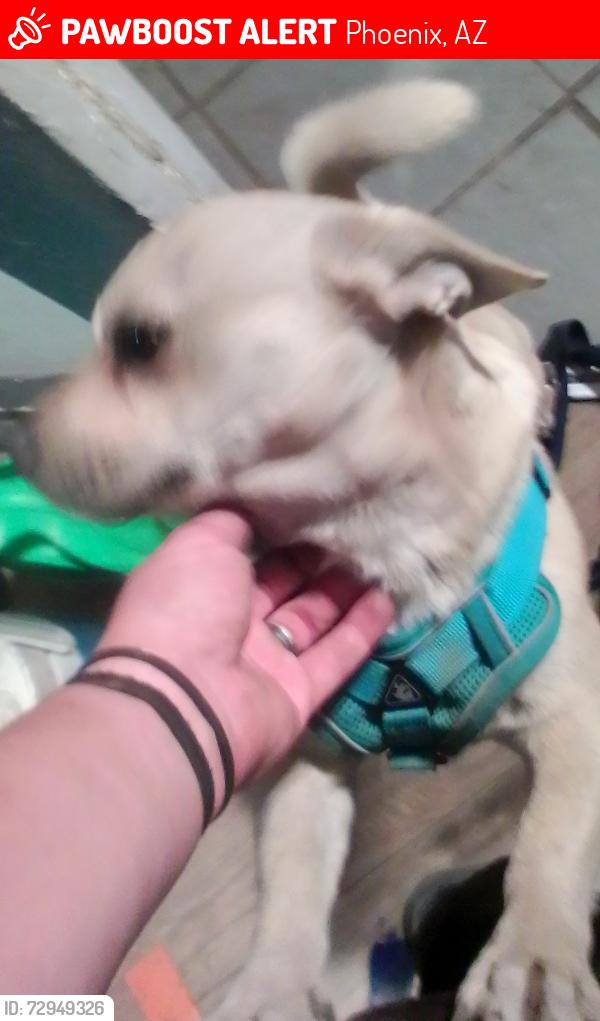 Lost Male Dog last seen 4th Street and Roeser , Phoenix, AZ 85040