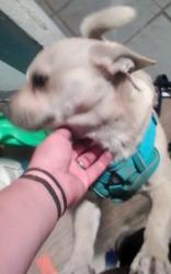 Lost Male Dog last seen 4th Street and Roeser , Phoenix, AZ 85040