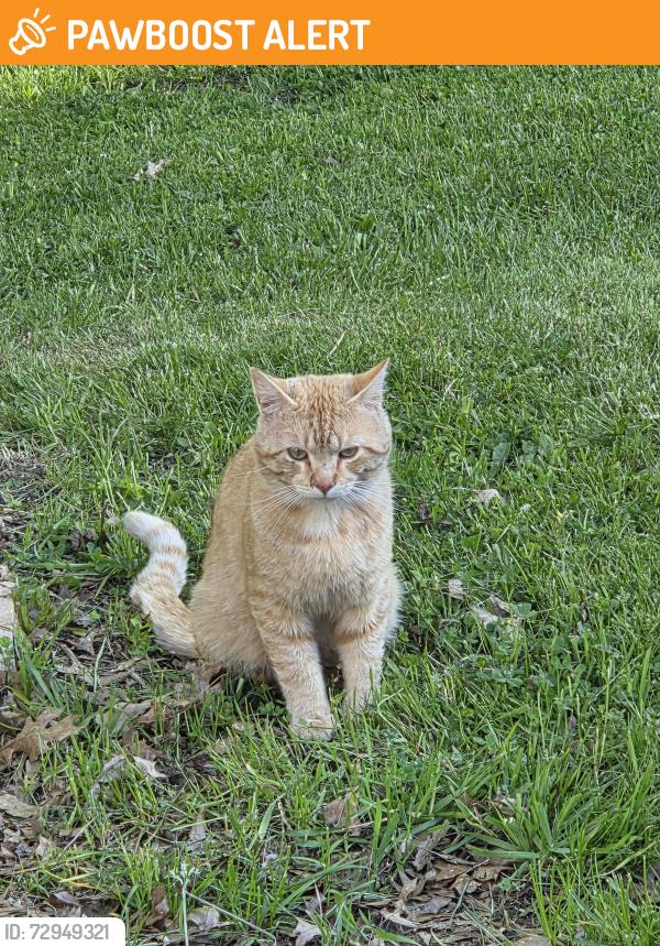 Found/Stray Male Cat last seen Near, Coitsville Township, OH 44436