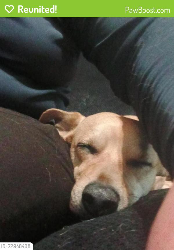 Reunited Male Dog last seen In between McKenzie and divisadero on Glen, Fresno, CA 93701