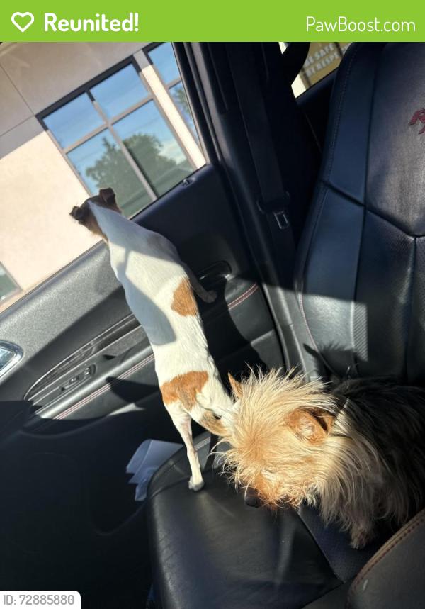Reunited Female Dog last seen Cottage, Manteca, CA 95336