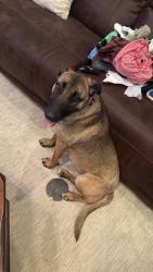 Reunited Female Dog last seen Near N Post Rd, Arcadia, OK 73007, USA, Arcadia, OK 73007