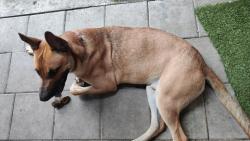 Reunited Male Dog last seen Near McKinley St, Hollywood, FL 33020, EE. UU., Hollywood, FL 33020