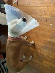 Reunited Female Dog last seen Farthing & Maynard, Durham, NC 27704