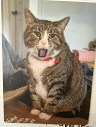 Reunited Female Cat last seen N Ironwood Dr, Blair Township, MI 49685