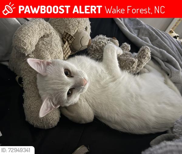 Lost Male Cat last seen remington woods , Wake Forest, NC 27587