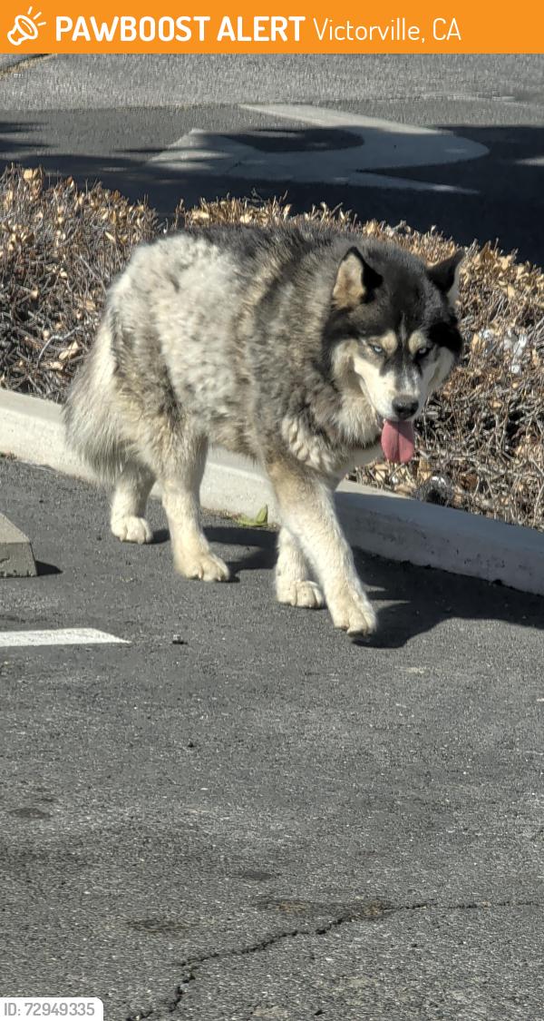 Found/Stray Male Dog last seen Cottonwood and Bear valley (Tacos Mexico and Starbucks center), Victorville, CA 92395