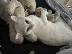 Lost Male Cat last seen remington woods , Wake Forest, NC 27587