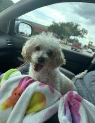 Lost Male Dog last seen Fm 672 and St John’s Rd, Dale, TX 78616