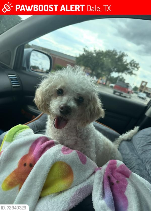 Lost Male Dog last seen Fm 672 and St John’s Rd, Dale, TX 78616