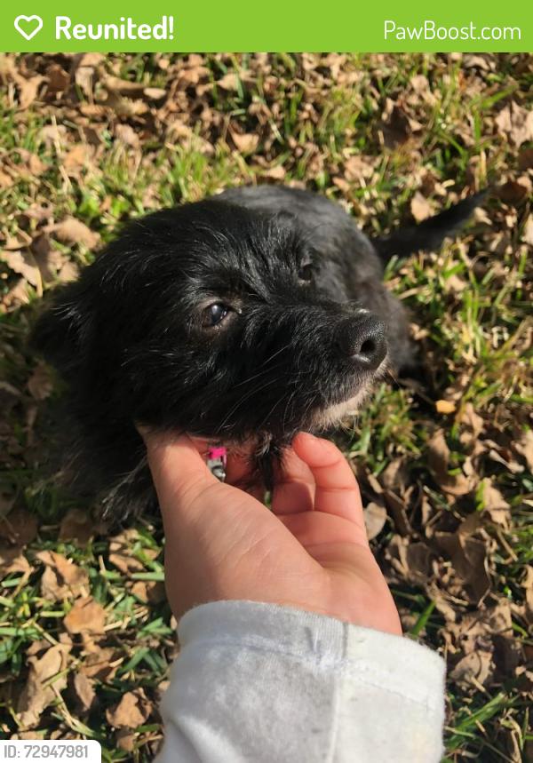 Reunited Female Dog last seen Alexandria, College Station, TX 77845
