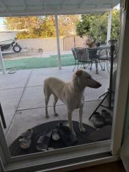 Found/Stray Unknown Dog last seen Katella and Rose, Stanton, CA 90680