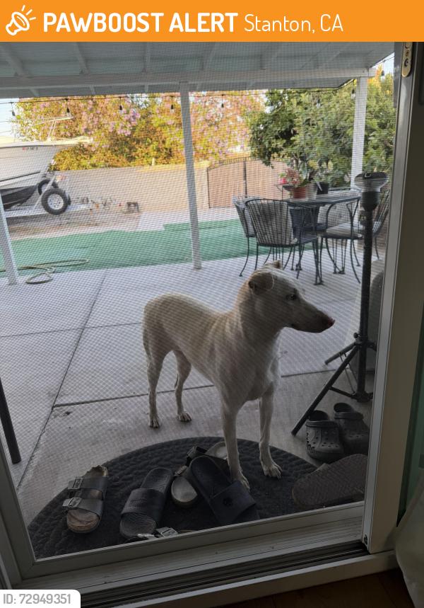 Found/Stray Unknown Dog last seen Katella and Rose, Stanton, CA 90680