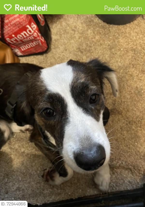 Reunited Female Dog last seen Dollar general on university, west of wood lake commercial park, neighborhood on west side of lipscomb across from ball park, Melbourne, FL 32901