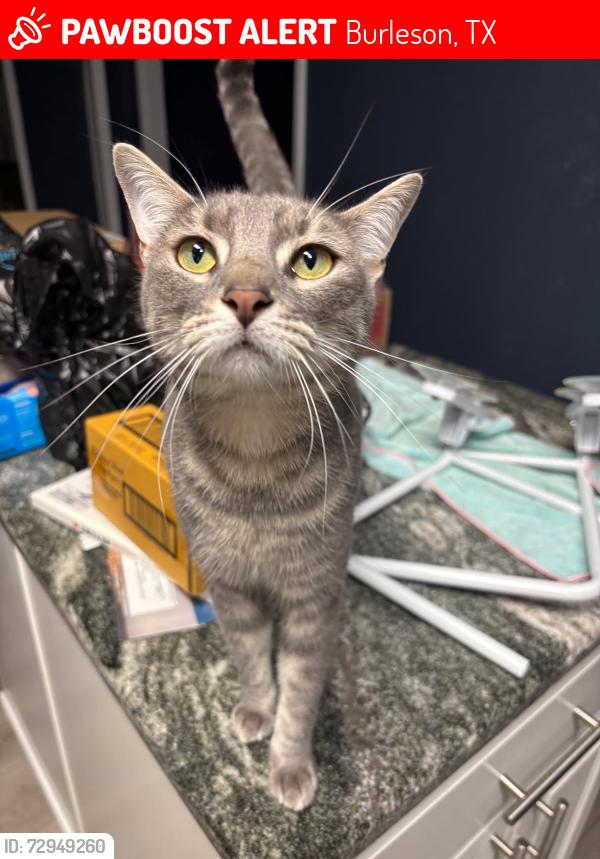 Lost Female Cat last seen NW Lorna and NW Taylor, Burleson, TX 76028