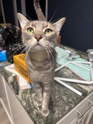 Lost Female Cat last seen NW Lorna and NW Taylor, Burleson, TX 76028