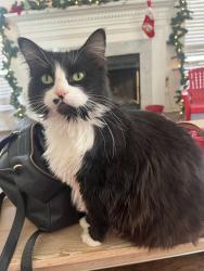 Lost Female Cat last seen Twin falls ln and clifton meadows, Matthews, NC 28105