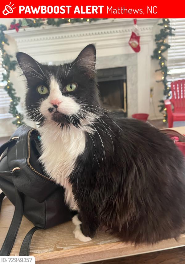 Lost Female Cat last seen Twin falls ln and clifton meadows, Matthews, NC 28105