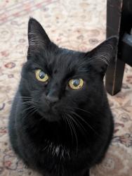 Lost Female Cat last seen Olympiad Dr, View Park-Windsor Hills, CA 90043