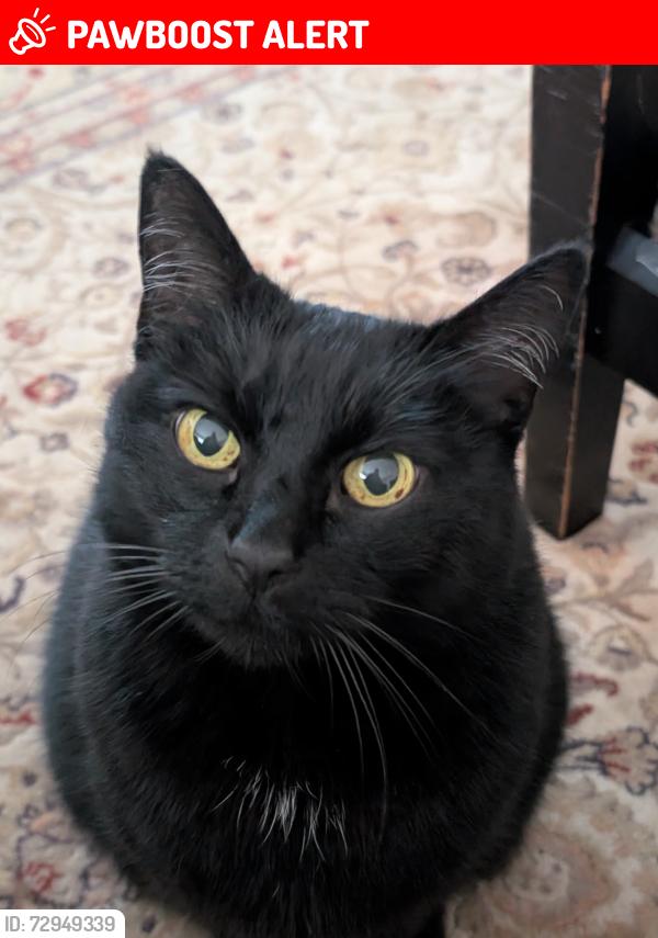 Lost Female Cat last seen Olympiad Dr, View Park-Windsor Hills, CA 90043