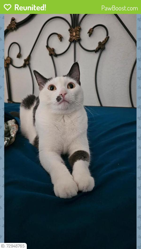 Reunited Female Cat last seen Valley Villa , San Antonio, TX 78250