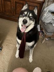 Reunited Male Dog last seen River Road and Etowah School Road, Etowah, NC 28739