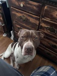Reunited Male Dog last seen Arabia rd, Hoke County, NC 28357