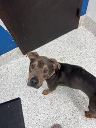 Shelter Stray Male Dog last seen East Point, GA 30344, Atlanta, GA 30336