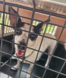 Reunited Female Dog last seen Near Paso Valley , San Antonio, TX 78242