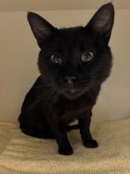Shelter Stray Unknown Cat last seen Near Clairmont Rd, Decatur, GA 30033, 30033, GA, Atlanta, GA 30341