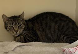 Shelter Stray Female Cat last seen Near Henderson Rd, Tucker, GA 30084, 30084, GA, Atlanta, GA 30341