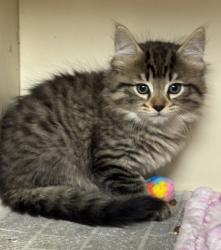 Shelter Stray Male Cat last seen Near Robins Landing Way Decatur, GA 30032, 30032, GA, Atlanta, GA 30341