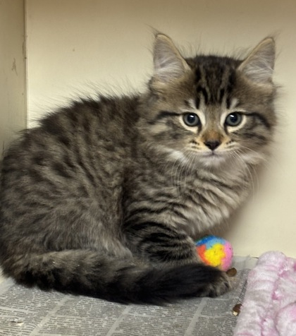 Shelter Stray Male Cat last seen Near Robins Landing Way Decatur, GA 30032, 30032, GA, Atlanta, GA 30341